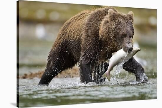 Brown Bear, Katmai National Park, Alaska-Paul Souders-Stretched Canvas