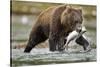 Brown Bear, Katmai National Park, Alaska-Paul Souders-Stretched Canvas