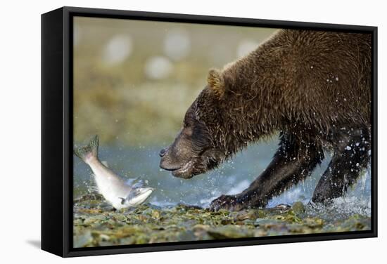 Brown Bear, Katmai National Park, Alaska-Paul Souders-Framed Stretched Canvas