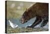 Brown Bear, Katmai National Park, Alaska-Paul Souders-Stretched Canvas