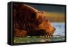 Brown Bear, Katmai National Park, Alaska-Paul Souders-Framed Stretched Canvas