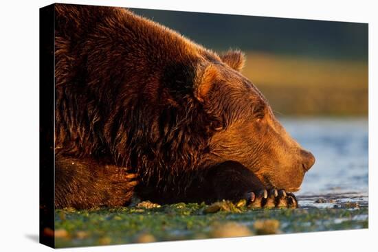 Brown Bear, Katmai National Park, Alaska-Paul Souders-Stretched Canvas