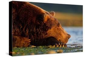 Brown Bear, Katmai National Park, Alaska-Paul Souders-Stretched Canvas