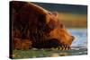 Brown Bear, Katmai National Park, Alaska-Paul Souders-Stretched Canvas