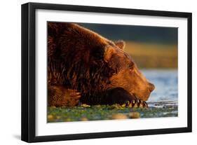 Brown Bear, Katmai National Park, Alaska-Paul Souders-Framed Premium Photographic Print