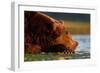 Brown Bear, Katmai National Park, Alaska-Paul Souders-Framed Premium Photographic Print