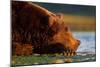 Brown Bear, Katmai National Park, Alaska-Paul Souders-Mounted Premium Photographic Print