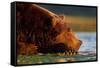 Brown Bear, Katmai National Park, Alaska-Paul Souders-Framed Stretched Canvas