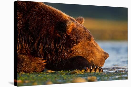 Brown Bear, Katmai National Park, Alaska-Paul Souders-Stretched Canvas