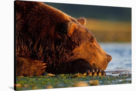 Brown Bear, Katmai National Park, Alaska-Paul Souders-Stretched Canvas