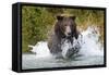 Brown Bear, Katmai National Park, Alaska-Paul Souders-Framed Stretched Canvas