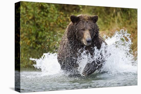 Brown Bear, Katmai National Park, Alaska-Paul Souders-Stretched Canvas