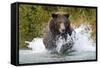 Brown Bear, Katmai National Park, Alaska-Paul Souders-Framed Stretched Canvas