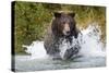 Brown Bear, Katmai National Park, Alaska-Paul Souders-Stretched Canvas