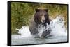 Brown Bear, Katmai National Park, Alaska-Paul Souders-Framed Stretched Canvas