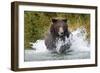 Brown Bear, Katmai National Park, Alaska-Paul Souders-Framed Premium Photographic Print