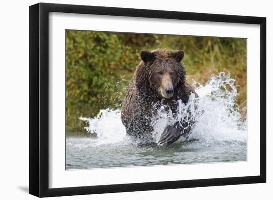 Brown Bear, Katmai National Park, Alaska-Paul Souders-Framed Premium Photographic Print