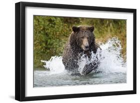 Brown Bear, Katmai National Park, Alaska-Paul Souders-Framed Premium Photographic Print