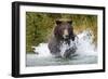 Brown Bear, Katmai National Park, Alaska-Paul Souders-Framed Premium Photographic Print