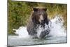 Brown Bear, Katmai National Park, Alaska-Paul Souders-Mounted Premium Photographic Print