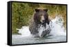 Brown Bear, Katmai National Park, Alaska-Paul Souders-Framed Stretched Canvas