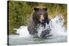 Brown Bear, Katmai National Park, Alaska-Paul Souders-Stretched Canvas