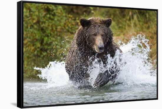 Brown Bear, Katmai National Park, Alaska-Paul Souders-Framed Stretched Canvas