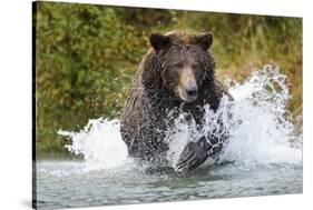 Brown Bear, Katmai National Park, Alaska-Paul Souders-Stretched Canvas