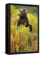 Brown Bear, Katmai National Park, Alaska-Paul Souders-Framed Stretched Canvas