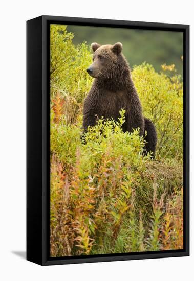 Brown Bear, Katmai National Park, Alaska-Paul Souders-Framed Stretched Canvas