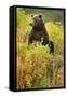 Brown Bear, Katmai National Park, Alaska-Paul Souders-Framed Stretched Canvas