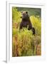 Brown Bear, Katmai National Park, Alaska-Paul Souders-Framed Premium Photographic Print