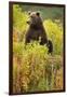 Brown Bear, Katmai National Park, Alaska-Paul Souders-Framed Premium Photographic Print