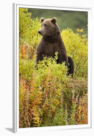 Brown Bear, Katmai National Park, Alaska-Paul Souders-Framed Premium Photographic Print