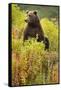 Brown Bear, Katmai National Park, Alaska-Paul Souders-Framed Stretched Canvas