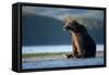 Brown Bear, Katmai National Park, Alaska-Paul Souders-Framed Stretched Canvas