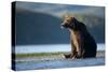 Brown Bear, Katmai National Park, Alaska-Paul Souders-Stretched Canvas