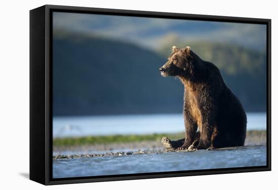 Brown Bear, Katmai National Park, Alaska-Paul Souders-Framed Stretched Canvas