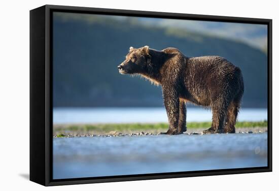 Brown Bear, Katmai National Park, Alaska-Paul Souders-Framed Stretched Canvas
