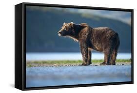 Brown Bear, Katmai National Park, Alaska-Paul Souders-Framed Stretched Canvas