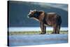 Brown Bear, Katmai National Park, Alaska-Paul Souders-Stretched Canvas