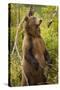 Brown Bear, Katmai National Park, Alaska-Paul Souders-Stretched Canvas