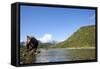 Brown Bear, Katmai National Park, Alaska-Paul Souders-Framed Stretched Canvas