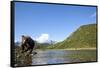 Brown Bear, Katmai National Park, Alaska-Paul Souders-Framed Stretched Canvas