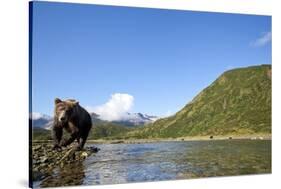 Brown Bear, Katmai National Park, Alaska-Paul Souders-Stretched Canvas