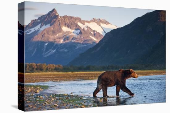 Brown Bear, Katmai National Park, Alaska-Paul Souders-Stretched Canvas