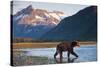 Brown Bear, Katmai National Park, Alaska-Paul Souders-Stretched Canvas