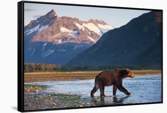 Brown Bear, Katmai National Park, Alaska-Paul Souders-Framed Stretched Canvas