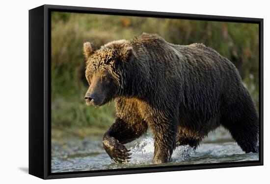 Brown Bear, Katmai National Park, Alaska-Paul Souders-Framed Stretched Canvas