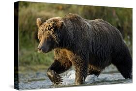 Brown Bear, Katmai National Park, Alaska-Paul Souders-Stretched Canvas